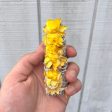 4-Inch Native White Sage Smudge Stick with Sunflowers | Cleansing & Positivity Sale