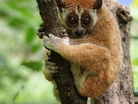 Project Peril: Protect the Pygmy Slow Loris from Critical Habitat Loss Fashion