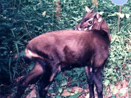 Project Peril: Help Save the Saola Sale