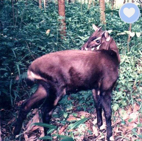 Project Peril: Help Save the Saola Sale